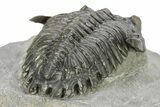 Detailed Hollardops Trilobite - Beautiful Preservation #275245-4